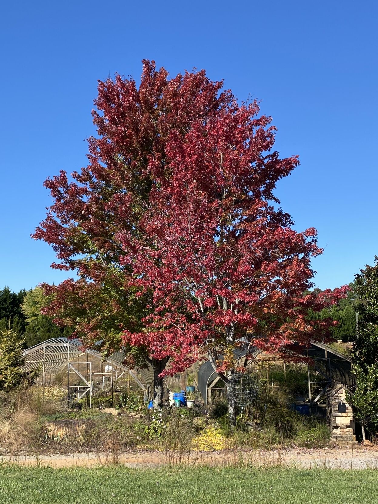 maple.jpg